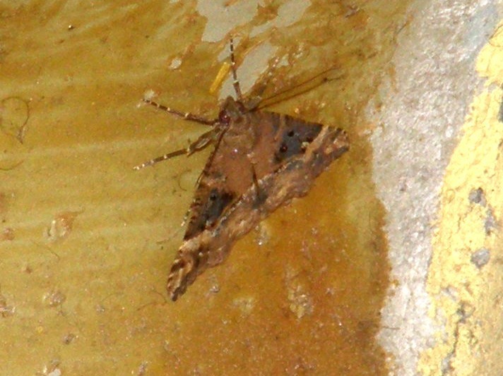 Altra falena da identificare