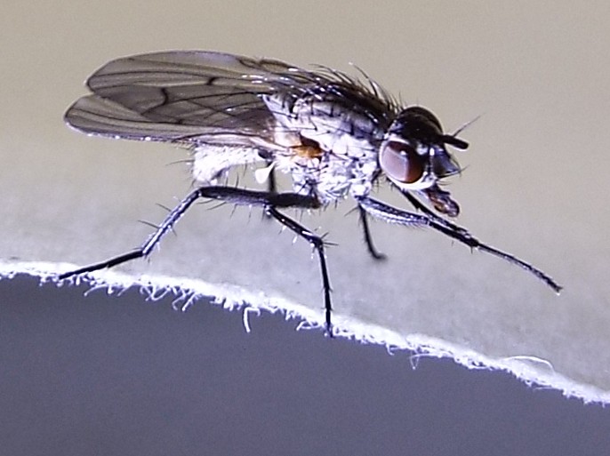 Anthomyia liturata (Anthomyiidae)