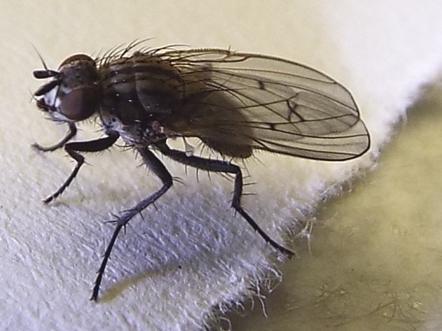 Anthomyia liturata (Anthomyiidae)