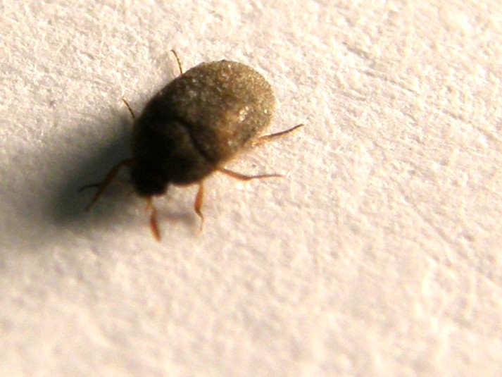 Dermestidae da identificare: Attagenus sp.