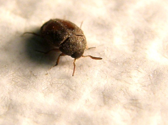 Dermestidae da identificare: Attagenus sp.