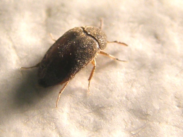 Dermestidae da identificare: Attagenus sp.