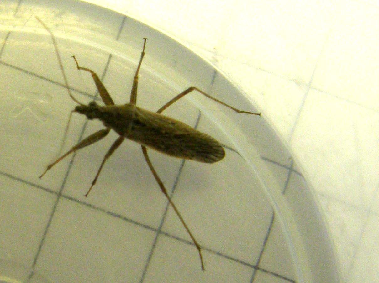 Nabidae: Nabis punctatus della Lombardia (MI)