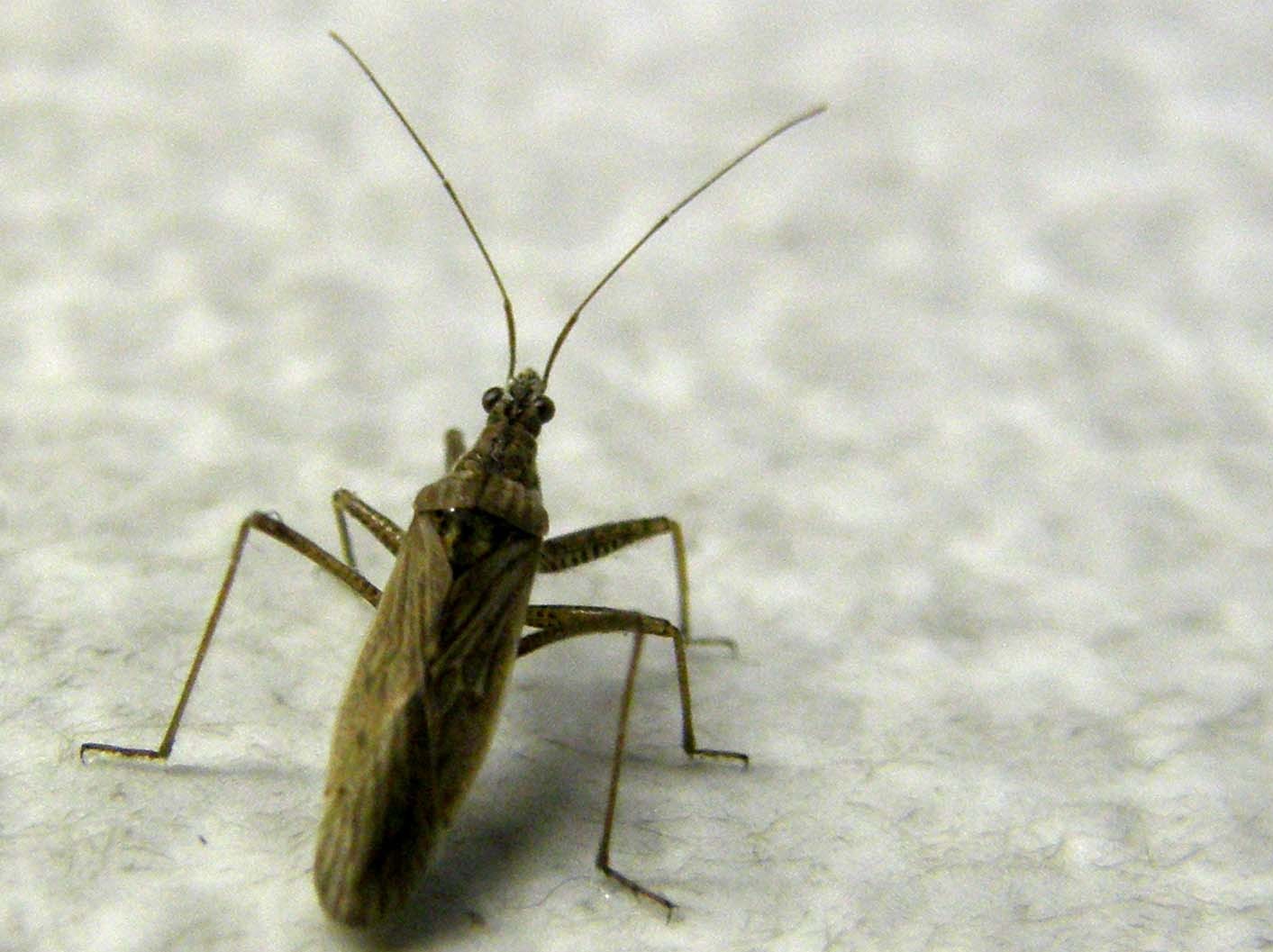 Nabidae: Nabis punctatus della Lombardia (MI)