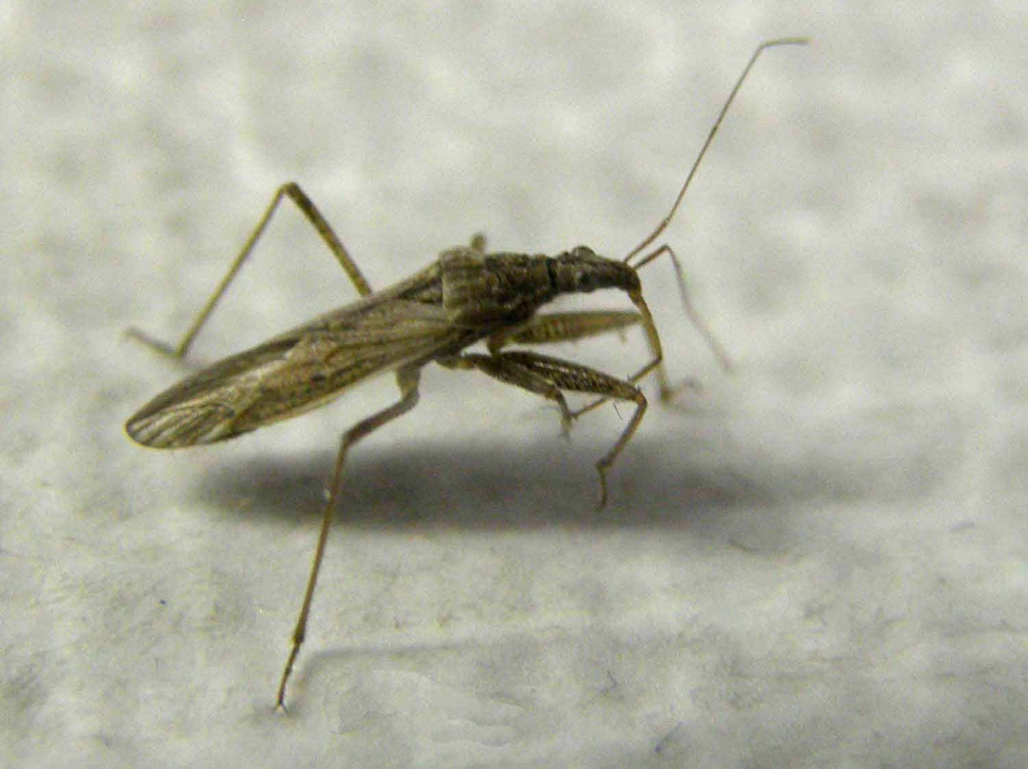 Nabidae: Nabis punctatus della Lombardia (MI)