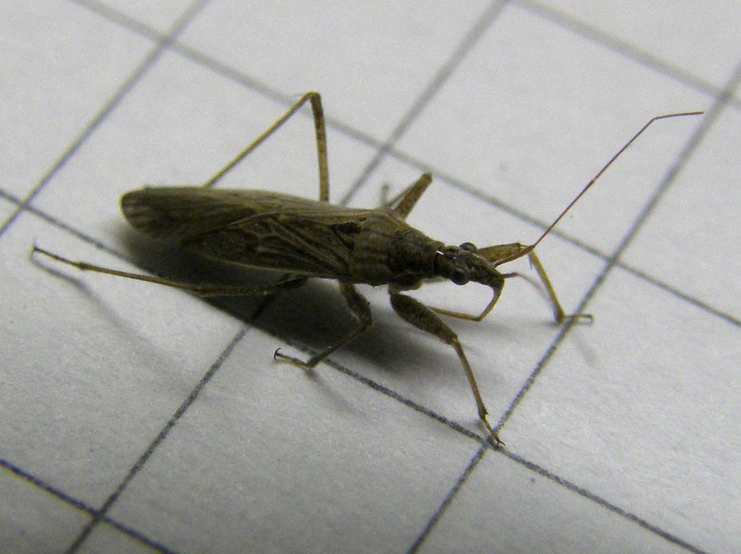 Nabidae: Nabis punctatus della Lombardia (MI)