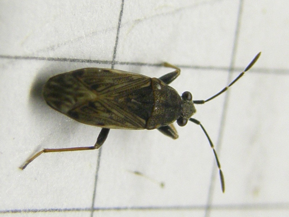 Lygaeidae: Peritrechus gracilicornis della Lombardia (MI)