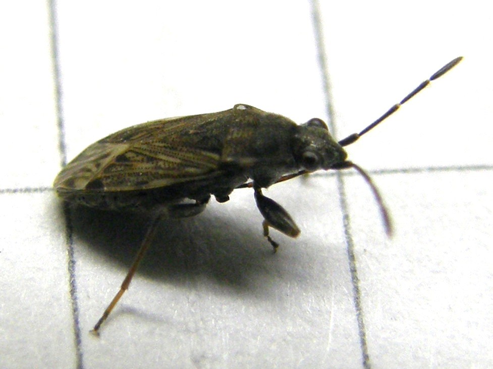 Lygaeidae: Peritrechus gracilicornis della Lombardia (MI)