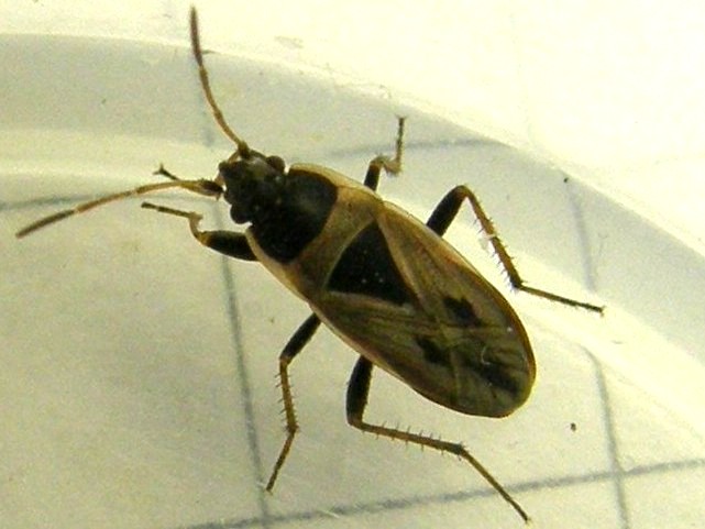 Xanthochilus quadratus da Segrate (MI)