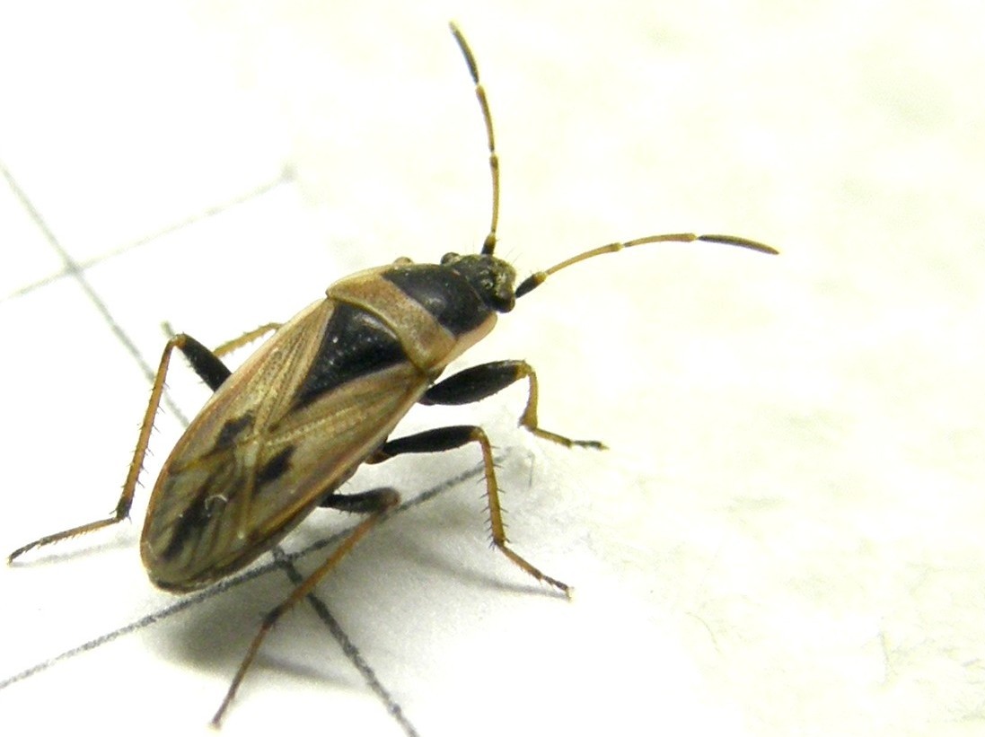 Xanthochilus quadratus da Segrate (MI)