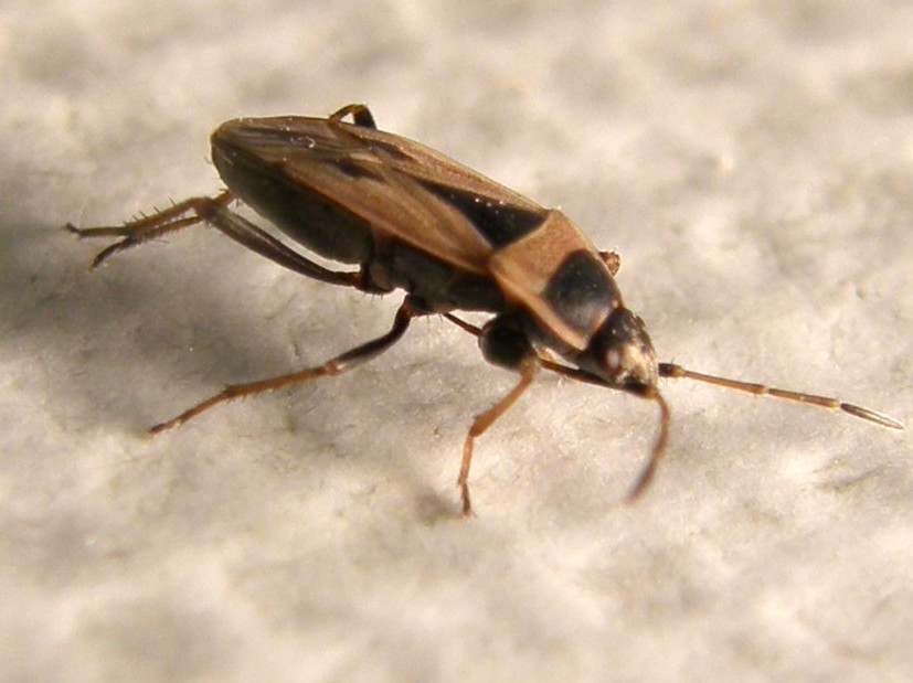 Xanthochilus quadratus da Segrate (MI)