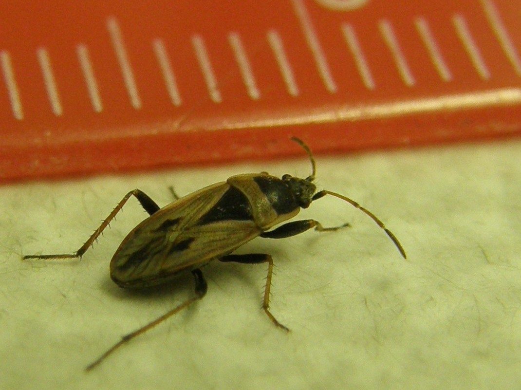 Xanthochilus quadratus da Segrate (MI)