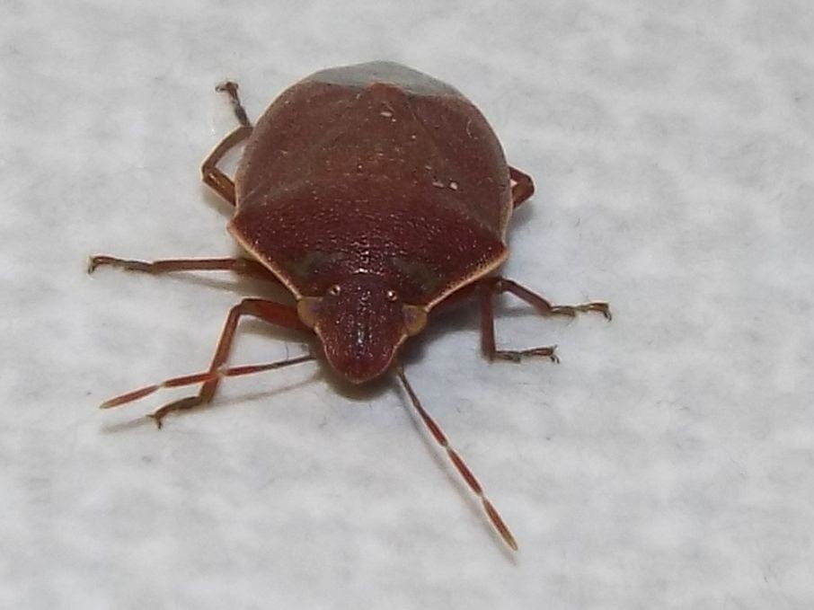 Pentatomidae: Acrosternum heegeri della Lombardia (MI)