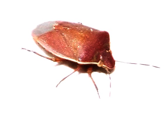 Pentatomidae: Acrosternum heegeri della Lombardia (MI)