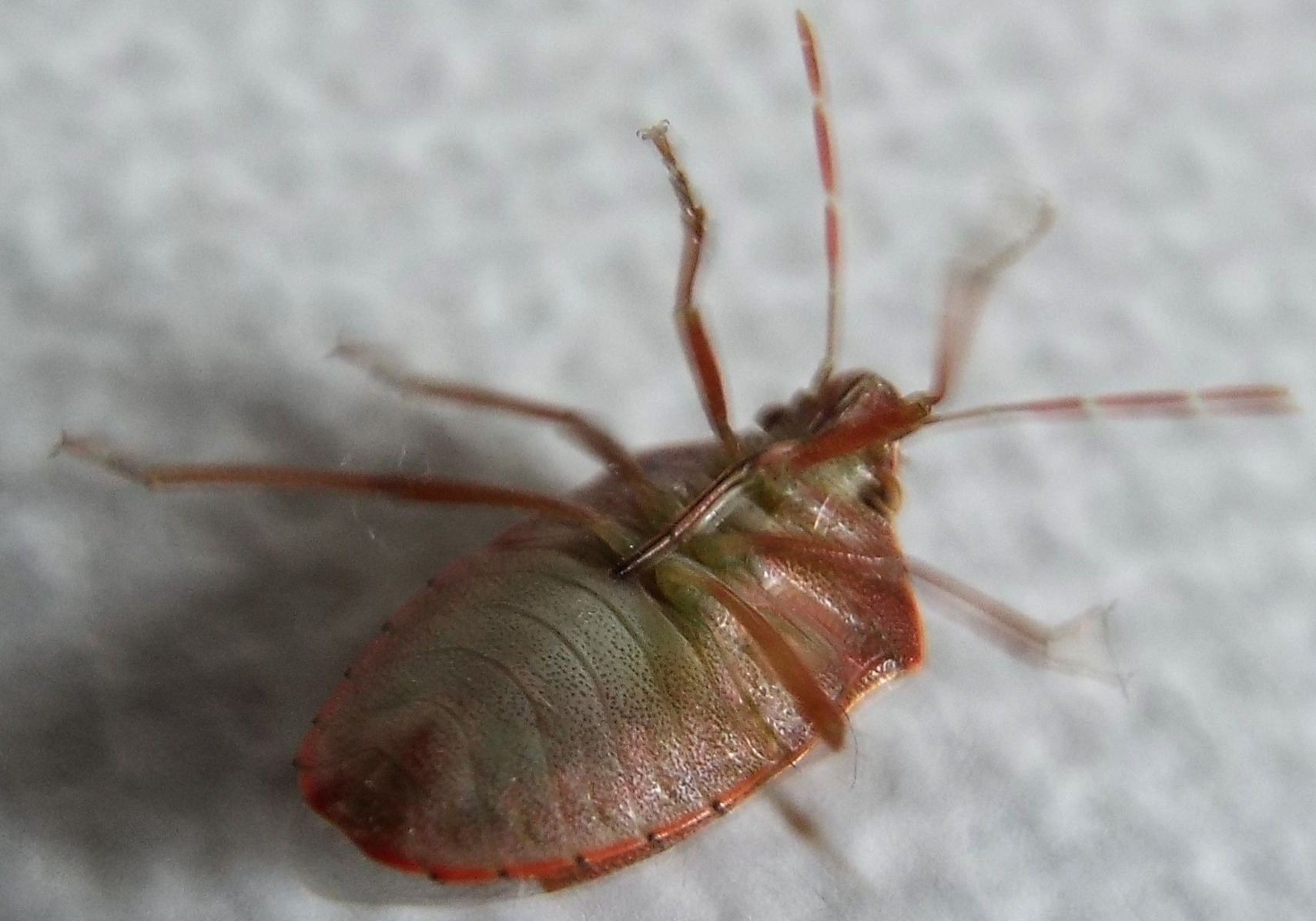 Pentatomidae: Acrosternum heegeri della Lombardia (MI)