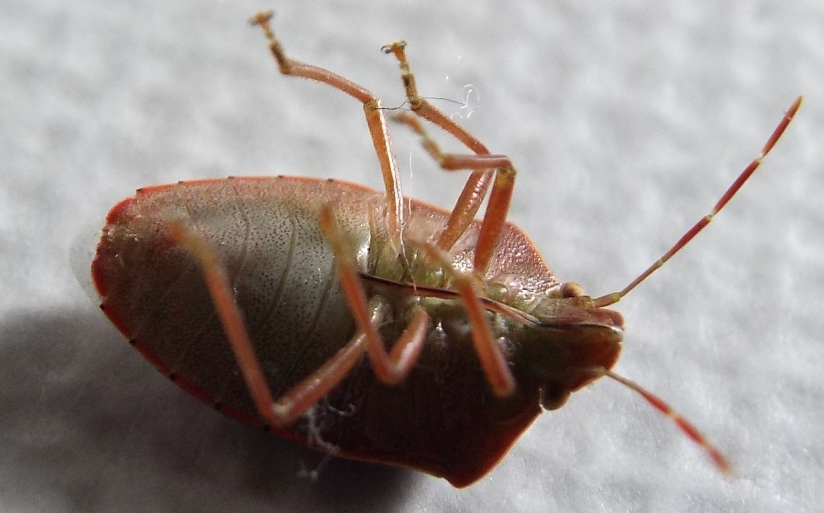 Pentatomidae: Acrosternum heegeri della Lombardia (MI)