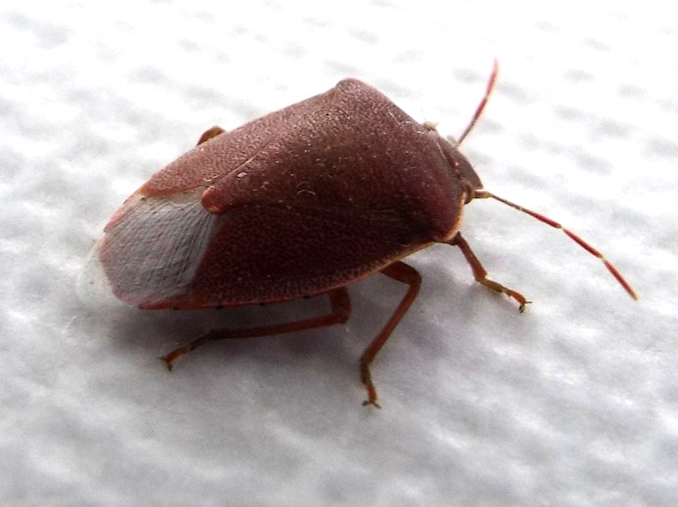 Pentatomidae: Acrosternum heegeri della Lombardia (MI)