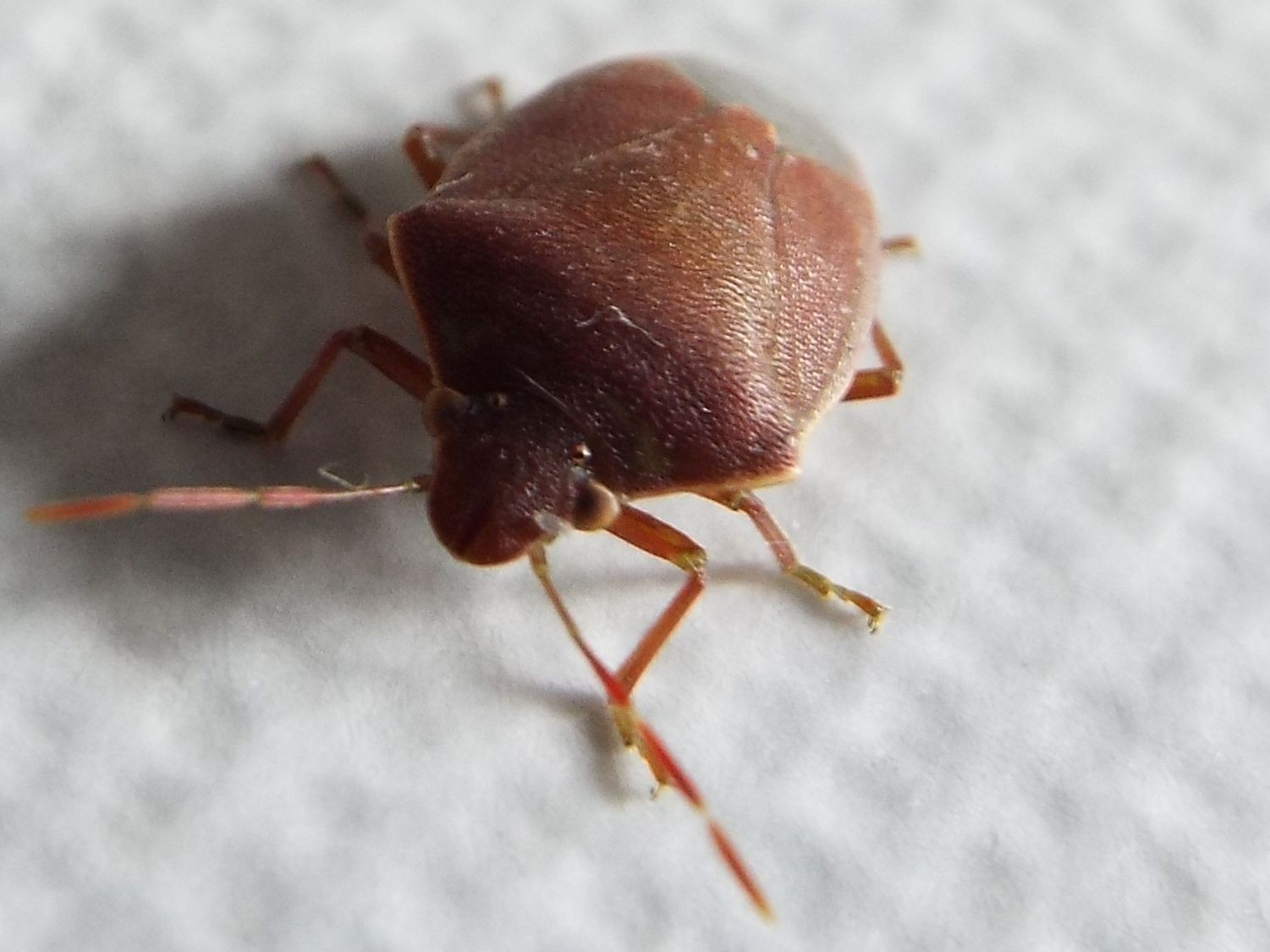 Pentatomidae: Acrosternum heegeri della Lombardia (MI)