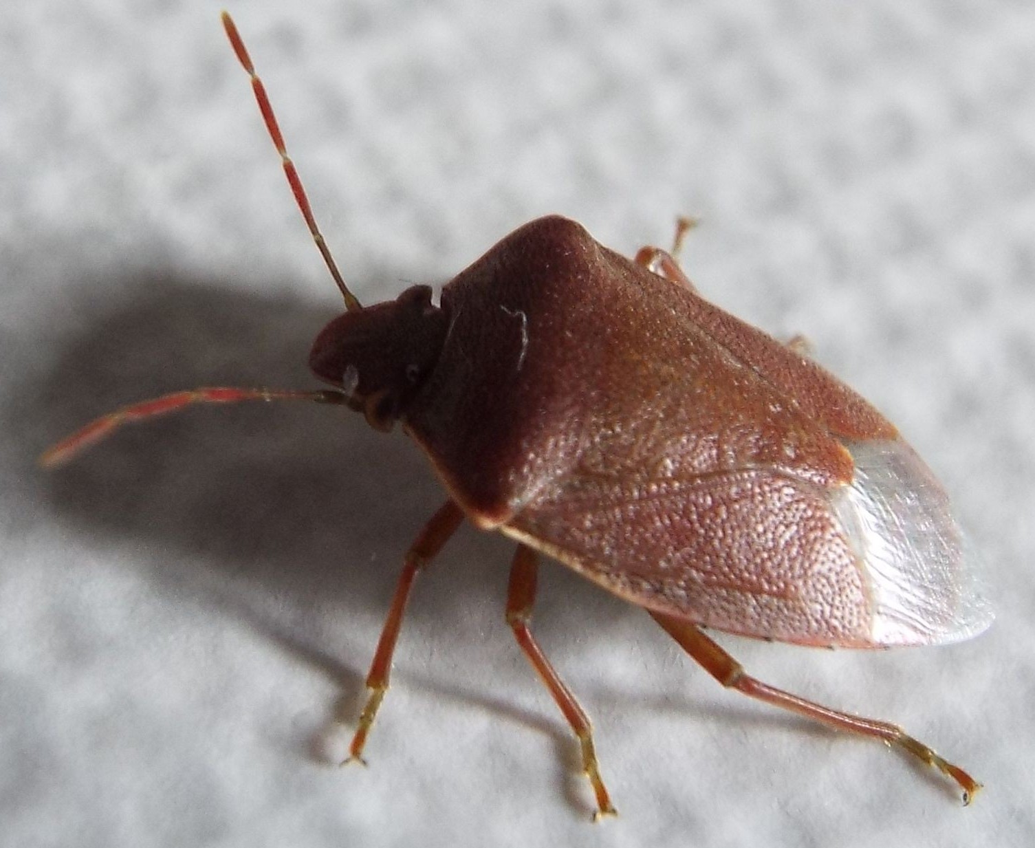 Pentatomidae: Acrosternum heegeri della Lombardia (MI)