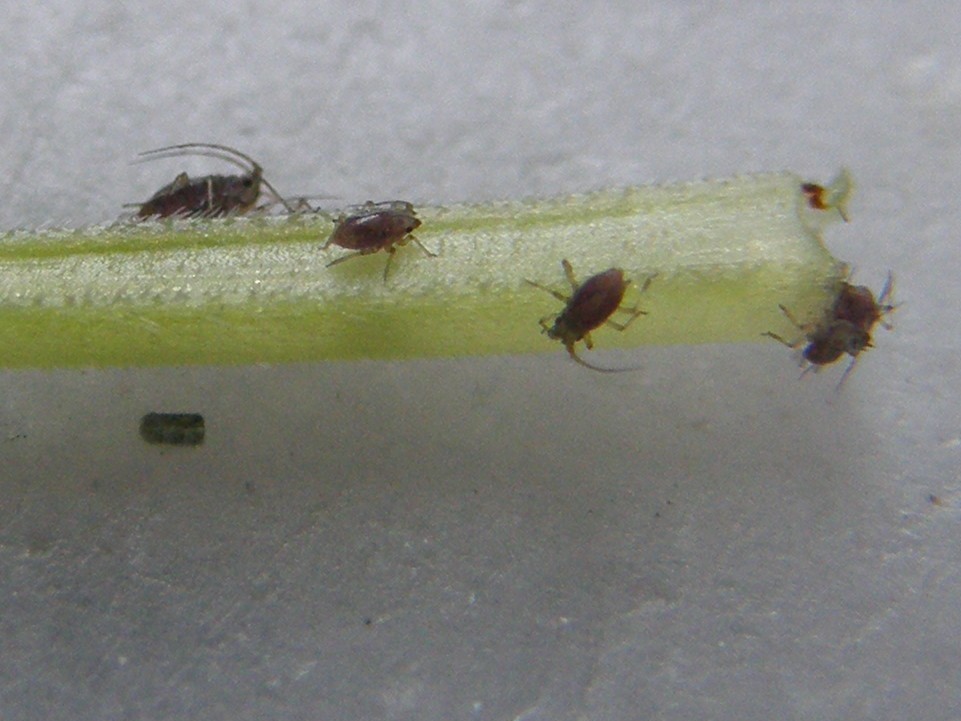 Afidi molto scuri: Neotoxoptera cf. violae