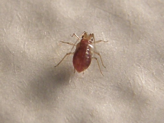 Afidi molto scuri: Neotoxoptera cf. violae