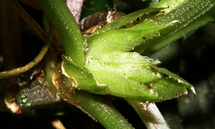 Afidi molto scuri: Neotoxoptera cf. violae