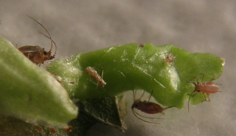 Afidi molto scuri: Neotoxoptera cf. violae