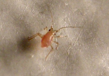 Afidi molto scuri: Neotoxoptera cf. violae