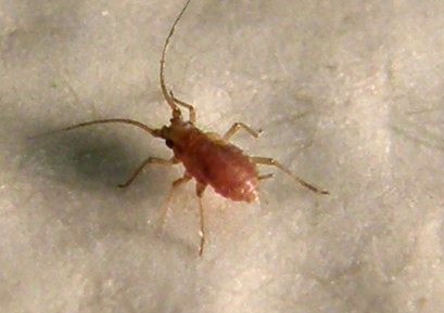 Afidi molto scuri: Neotoxoptera cf. violae