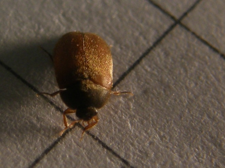 Attagenus brunneus