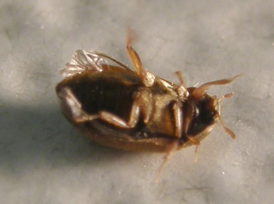 Attagenus brunneus