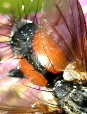 Dittero da identificare