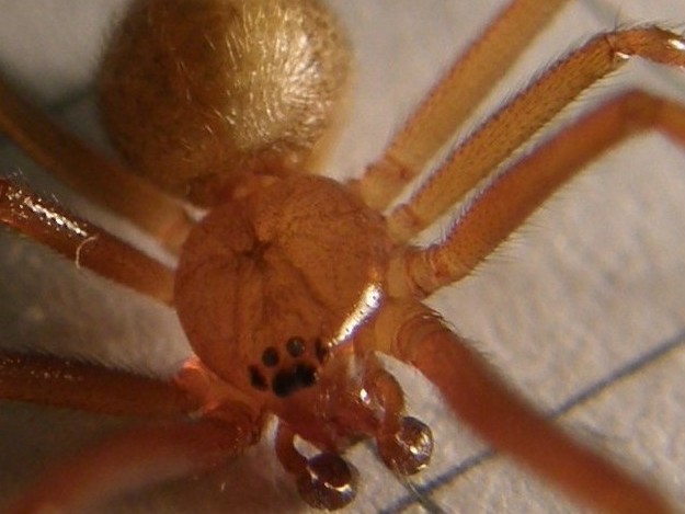 Parasteatoda tepidariorum - Agrate Conturbia (NO)