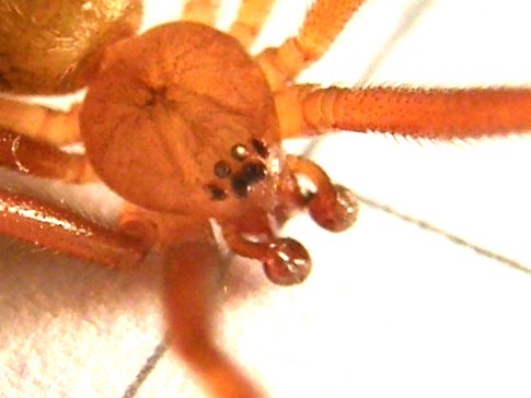 Parasteatoda tepidariorum - Agrate Conturbia (NO)