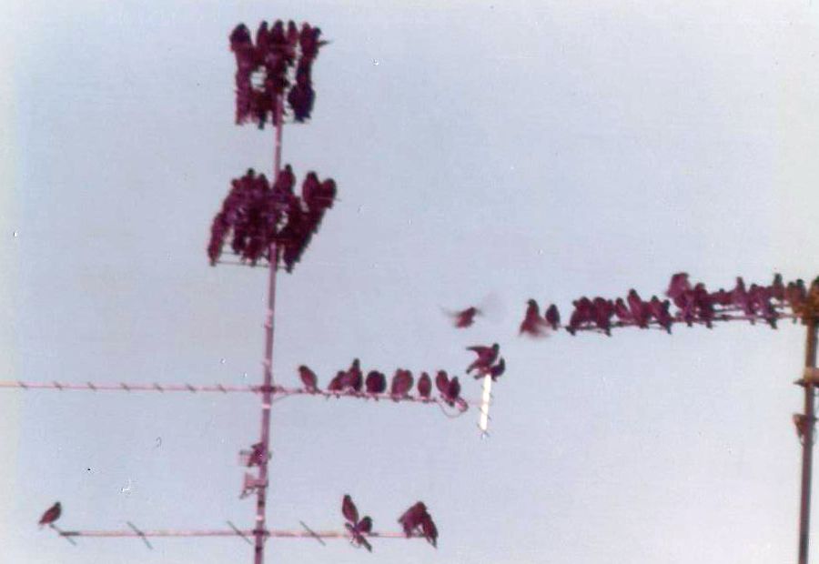 Aiuto ID:  Storno (Sturnus vulgaris)