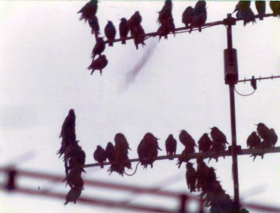 Aiuto ID:  Storno (Sturnus vulgaris)