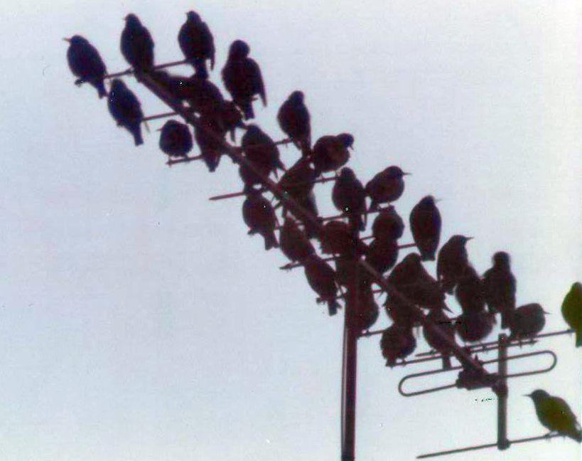 Aiuto ID:  Storno (Sturnus vulgaris)