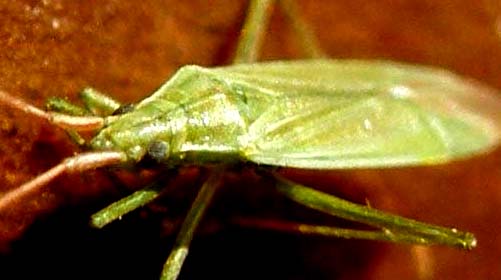 Miridae: Trigonotylus sp.