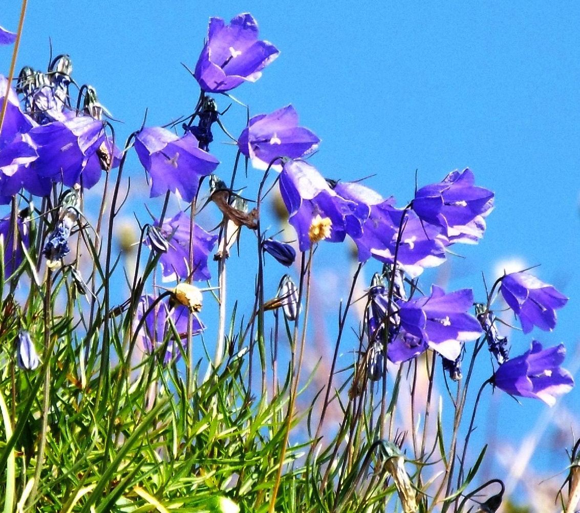 Campanula scheuchzeri (Campanulaceae)