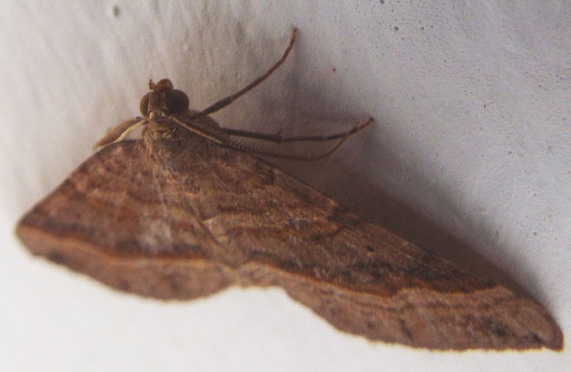 Falena da identificare - Scotopteryx chenopodiata