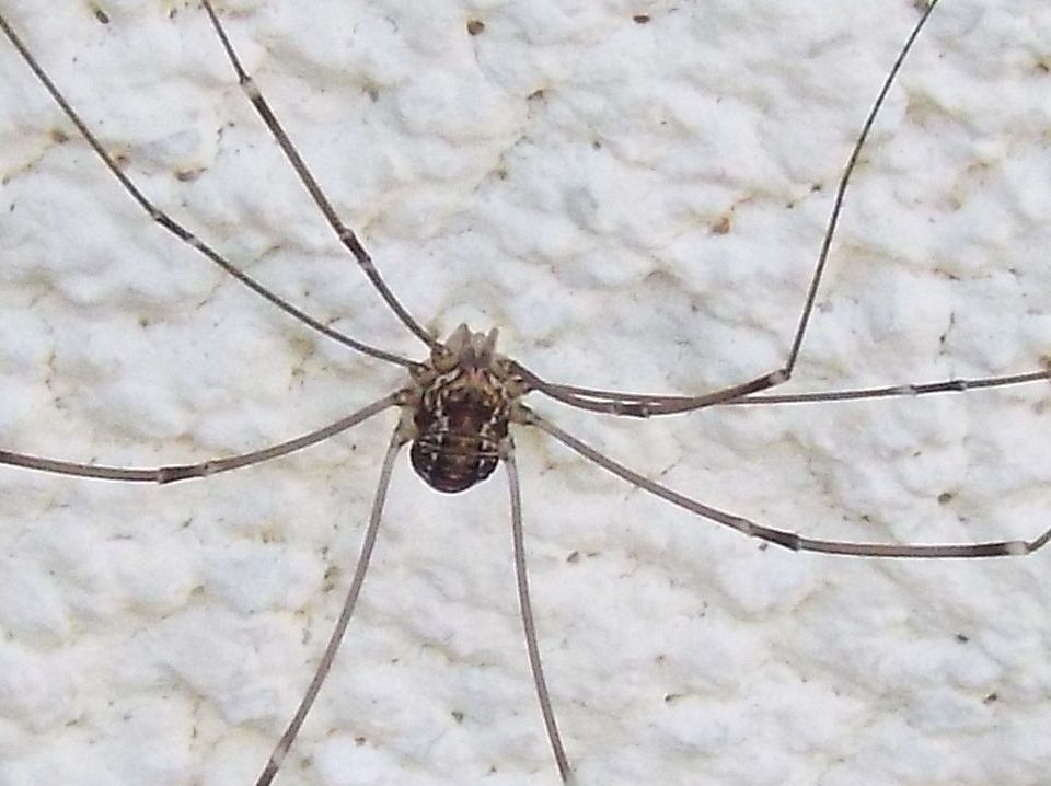 Leiobunum sp.