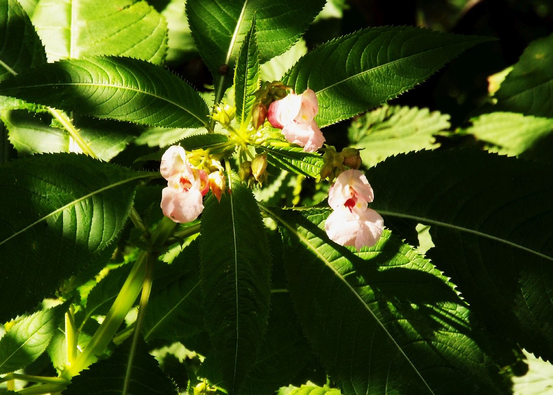 Impatiens glandulifera / Balsamina ghiandolosa