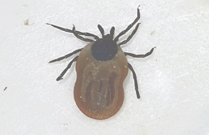 Morsicato da una zecca:  Ixodes ricinus (Ixodidae)