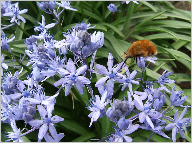 Scilla bifolia / Scilla silvestre
