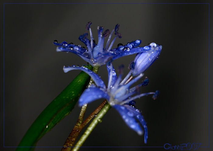 Scilla bifolia / Scilla silvestre
