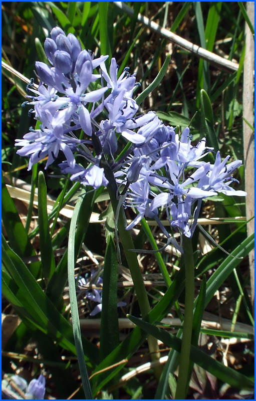 Scilla italica / Scilla della Riviera