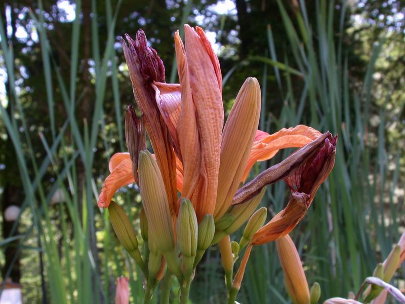 Hemerocallis fulva L. / Giglio di San Giuseppe