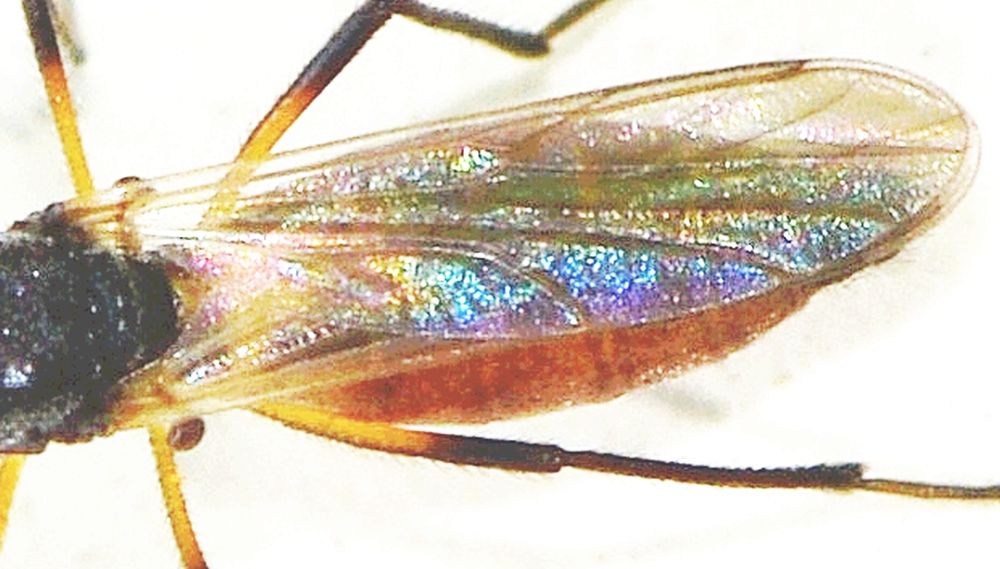 Ceratopogonidae:  cfr. Palpomyia sp.