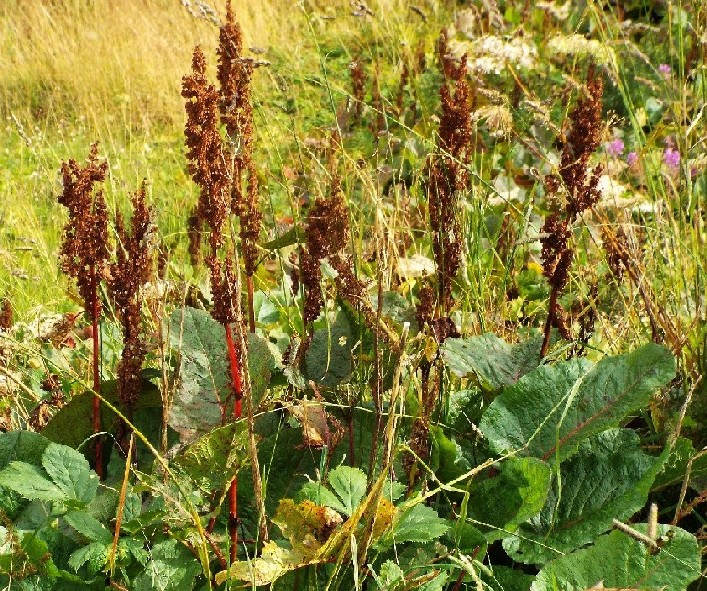 Rumex alpinus  / Rabarbaro alpino