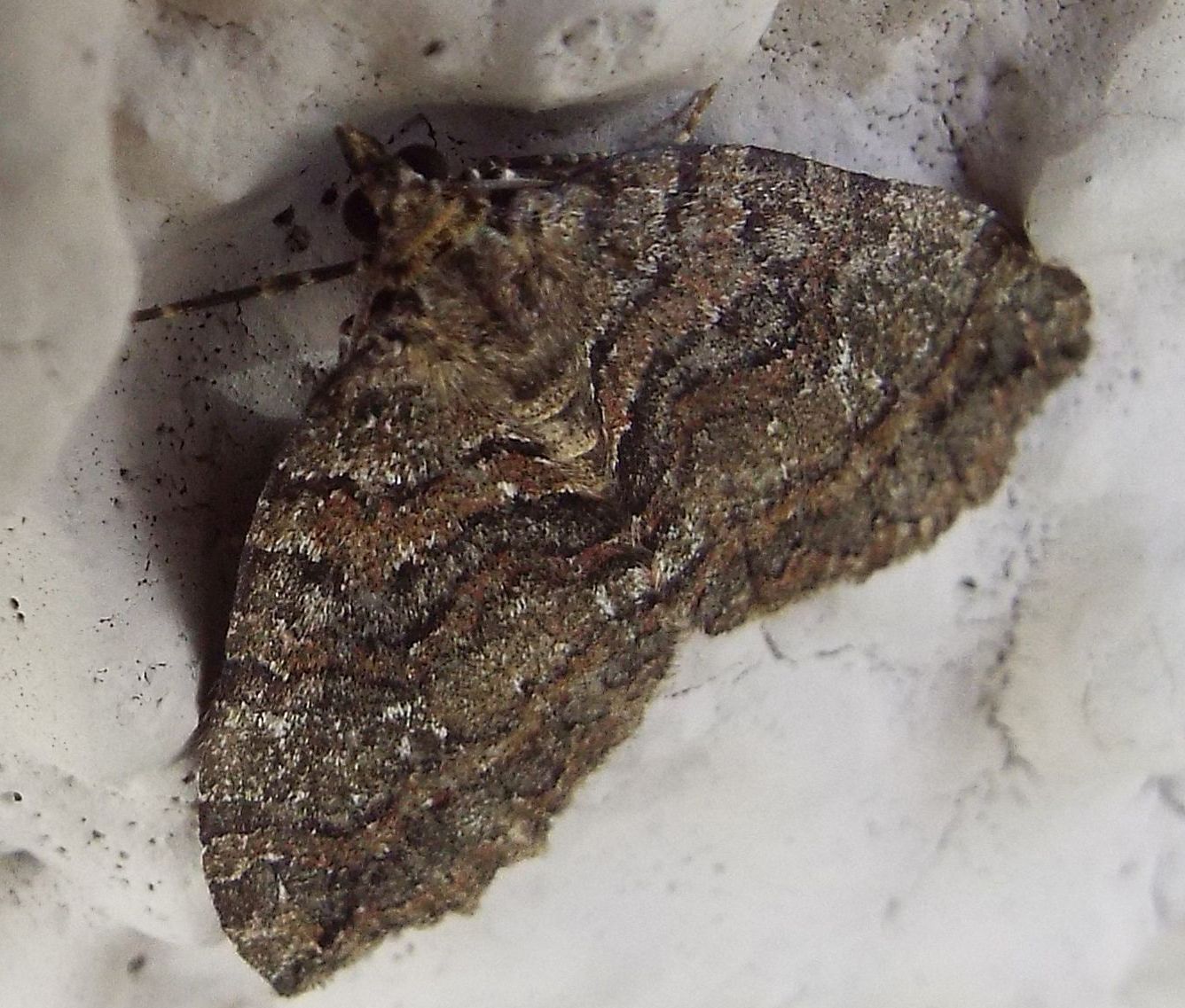 Hydriomena furcata (Geometridae)